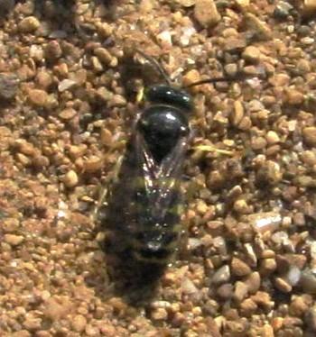 Bembecinus tridens